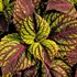 'Fishnet Stockings'  Coleus