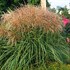 'Huron Sunrise'  Maiden Grass