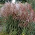 'Huron Sunrise'  Maiden Grass