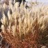 'Huron Sunrise'  Maiden Grass
