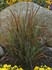 'Cheyenne Sky'  Red Switch Grass
