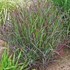'Cheyenne Sky'  Red Switch Grass