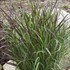 'Cheyenne Sky'  Red Switch Grass