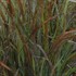 'Cheyenne Sky'  Red Switch Grass