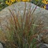 'Cheyenne Sky'  Red Switch Grass