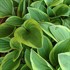 Hosta 'Golden Tiara'