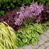Hosta 'Golden Tiara'
