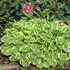Hosta 'Golden Tiara'