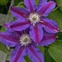 'Fireworks' Clematis Vine