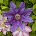 'Fireworks' Clematis Vine