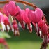 Old Fashion Bleeding Heart