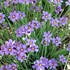 Blue-Eyed Grass  'Lucerne' 