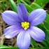 Blue-Eyed Grass  'Lucerne' 
