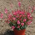 Butterfly Gaura 'Dark Pink'