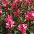 Butterfly Gaura 'Dark Pink'