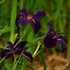 'Black Gamecock'  Water Iris