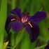 'Black Gamecock'  Water Iris