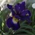 'Golden Edge' Iris