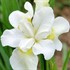'Snow Queen' Siberian Iris