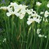 'Snow Queen' Siberian Iris