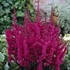 Astilbe 'Visions in Red'