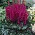 Astilbe 'Visions in Red'
