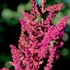 Astilbe 'Visions in Red'