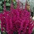 Astilbe 'Visions in Red'