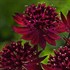 Astrantia 'Venice'