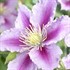 'Piilu' Little Duckling Clematis