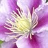 'Piilu' Little Duckling Clematis