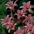 'Dark Beauty'  Toad Lily