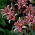 'Dark Beauty'  Toad Lily