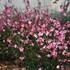 'Siskiyou Pink' Butterfly Gaura