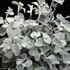 TRAILING White Licorice (Silver)