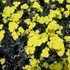 'Moonshine'  Yarrow