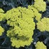 'Moonshine'  Yarrow