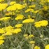 'Moonshine'  Yarrow
