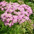 'Apple Blossom'  Yarrow