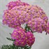 'Apple Blossom'  Yarrow