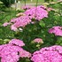 'Apple Blossom'  Yarrow