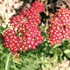 'Paprika'  Yarrow