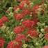 'Paprika'  Yarrow