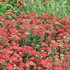 'Paprika'  Yarrow
