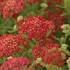 'Paprika'  Yarrow