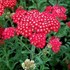 'Red Velvet'  Yarrow