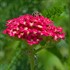 'Red Velvet'  Yarrow