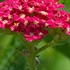 'Red Velvet'  Yarrow