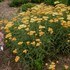 'Terracotta'  Yarrow
