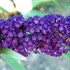 'Black Knight'  Butterfly Bush
